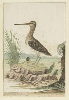 Gallinago nigripennis (African snipe), 1777-1786. Creator: Robert Jacob Gordon