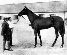 "Galtee More," bought by the Russian government for £21,000, 1898. Creator: Clarence Hailey