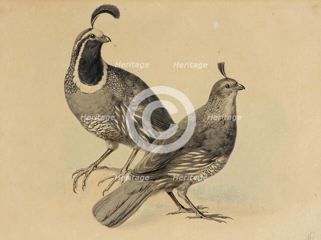 Gamble Quail, 1858. Creator: Charles Christian Nahl.