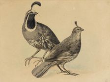 Gamble Quail, 1858. Creator: Charles Christian Nahl