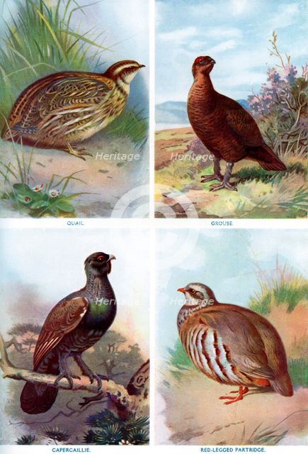 Game birds from Harmsworth Natural History, 1910 (1911-1912).Artist: Richard Lydekker