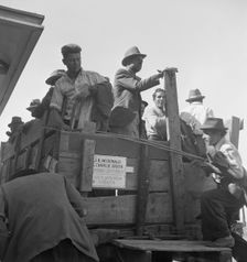 Gangs of single men, pea pickers, transported to fields..., Stanislaus County, CA, 1939. Creator: Dorothea Lange