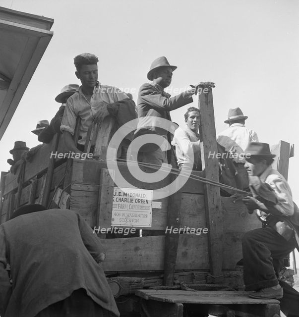 Gangs of single men, pea pickers, transported to fields..., Stanislaus County, CA, 1939. Creator: Dorothea Lange.