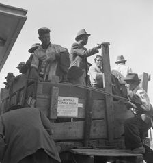 Gangs of single men, pea pickers, transported to fields..., Stanislaus County, CA, 1939. Creator: Dorothea Lange