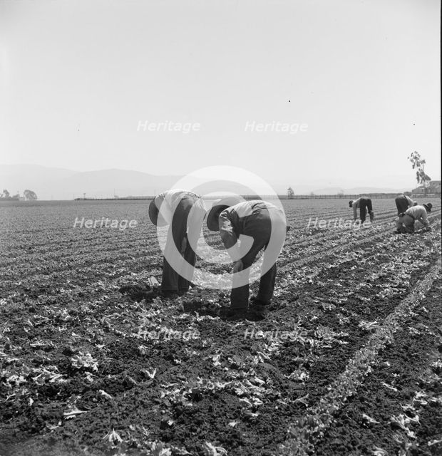 Gang of Filipino boys thinning lettuce, Salinas Valley, California, 1939. Creator: Dorothea Lange.