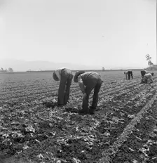 Gang of Filipino boys thinning lettuce, Salinas Valley, California, 1939. Creator: Dorothea Lange