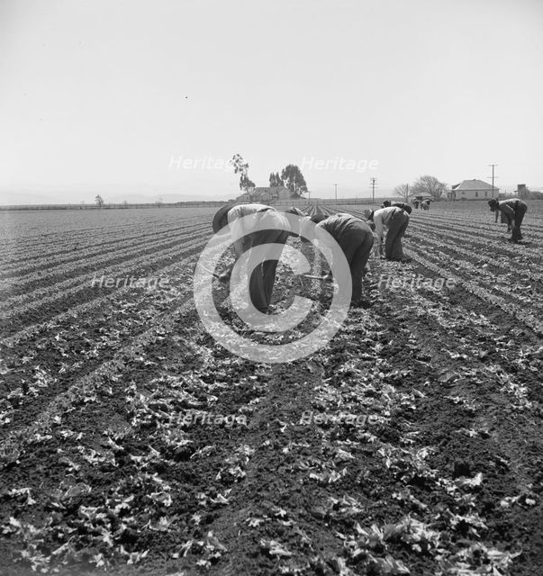 Gang of Filipino boys thinning lettuce, Salinas Valley, California, 1939. Creator: Dorothea Lange.