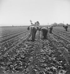 Gang of Filipino boys thinning lettuce, Salinas Valley, California, 1939. Creator: Dorothea Lange