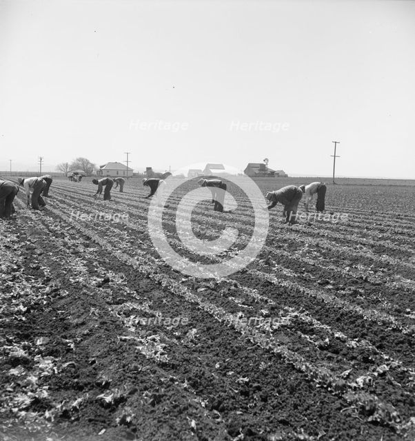 Gang of Filipino boys thinning lettuce, Salinas Valley, California, 1939. Creator: Dorothea Lange.