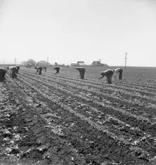 Gang of Filipino boys thinning lettuce, Salinas Valley, California, 1939. Creator: Dorothea Lange