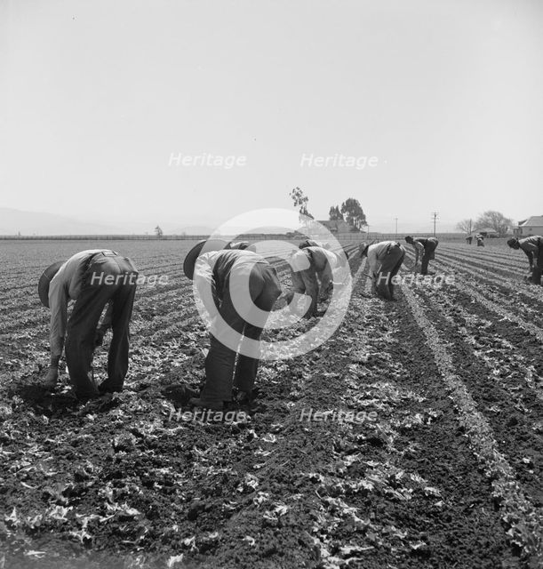 Gang of Filipino boys thinning lettuce, Salinas Valley, California, 1939. Creator: Dorothea Lange.