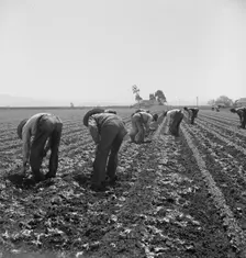 Gang of Filipino boys thinning lettuce, Salinas Valley, California, 1939. Creator: Dorothea Lange