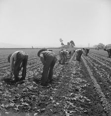 Gang of Filipino boys thinning lettuce, Salinas Valley, California, 1939. Creator: Dorothea Lange