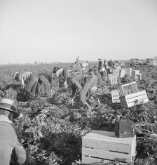 Gang of migratory carrot pullers in field, Imperial Valley, California, 1939. Creator: Dorothea Lange