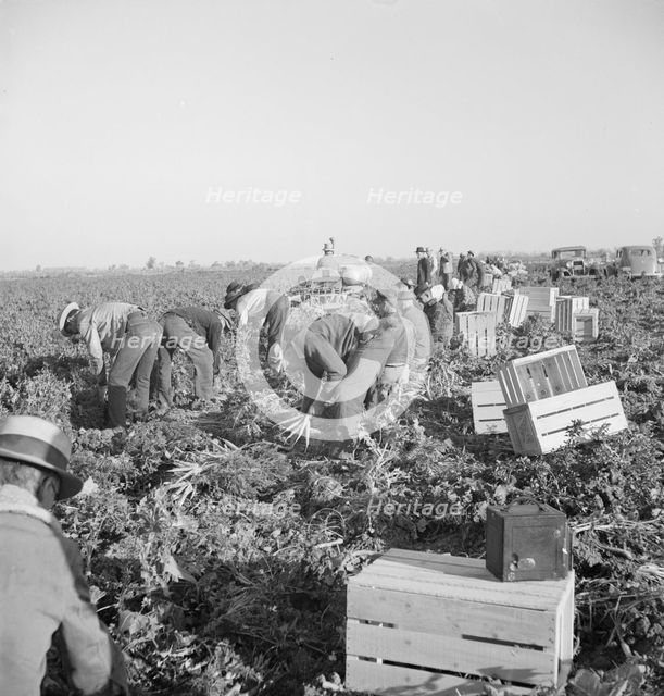 Gang of migratory carrot pullers in field, Imperial Valley, California, 1939. Creator: Dorothea Lange.