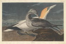 Gannet, 1836. Creator: Robert Havell