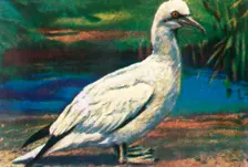 Gannet, c1928. Creator: Unknown