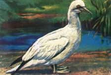 Gannet, c1928. Creator: Unknown