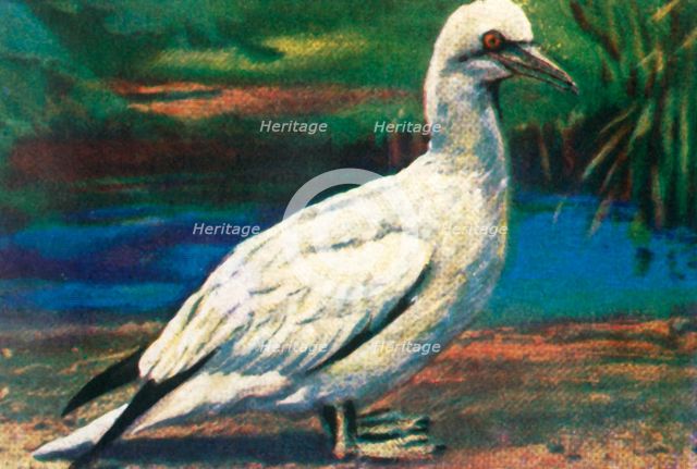 Gannet, c1928. Creator: Unknown.