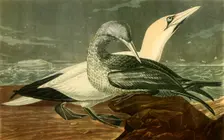 Gannets 1836, (1942). Creator: John James Audubon