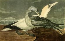 Gannets 1836, (1942). Creator: John James Audubon