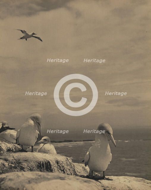 Gannets, c1939. Creator: Thelma Kent.