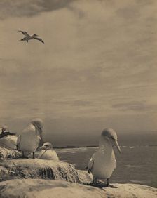 Gannets, c1939. Creator: Thelma Kent