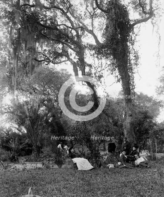 Garden near Daytona, between 1880 and 1897. Creator: William H. Jackson.