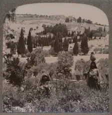 Garden of Gethsemane and Mount of Olives from Greek Gardens c1900