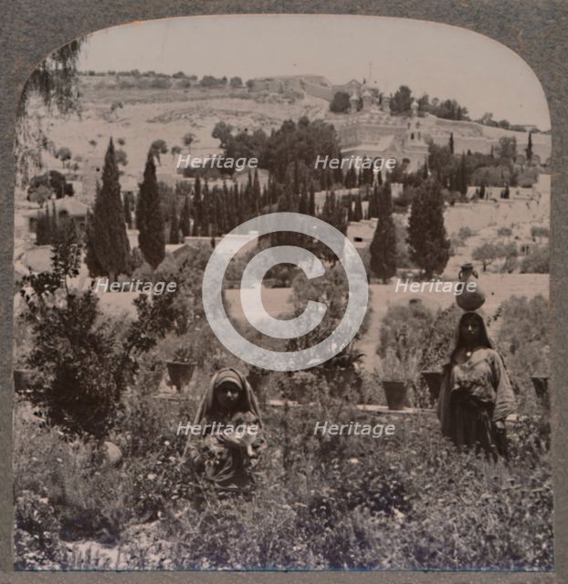 'Garden of Gethsemane and Mount of Olives from Greek Gardens', c1900. Artist: Unknown.