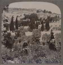 Garden of Gethsemane and Mount of Olives from Greek Gardens c1900
