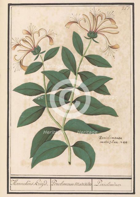 Garden or common honeysuckle (Lonicera caprifolium), 1596-1610. Creators: Anselmus de Boodt, Elias Verhulst.