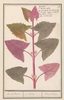 Garden orache (Atriplex hortensis), 1596-1610. Creators: Anselmus de Boodt, Elias Verhulst