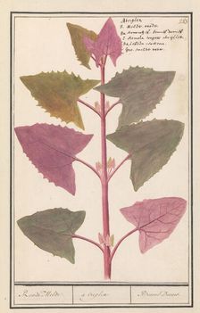 Garden orache (Atriplex hortensis), 1596-1610. Creators: Anselmus de Boodt, Elias Verhulst