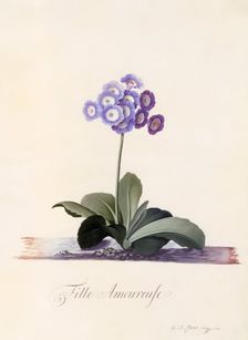 Garden Auricula "Fille Amoureuse", c. 1743 (hand coloured engraving). Creator: "Georg Dionysius Ehret (1710 - 70); Ehret, Georg Dionysius (1710-1770)"