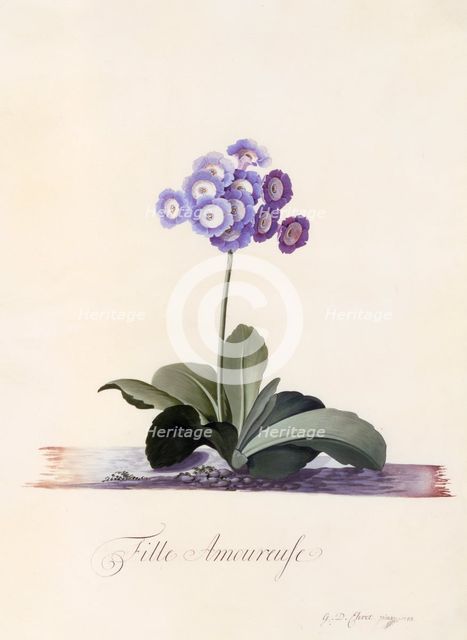 Garden Auricula  "Fille Amoureuse", c. 1743 (hand coloured engraving). Creator: "Georg Dionysius Ehret (1710 - 70); Ehret, Georg Dionysius (1710-1770)".