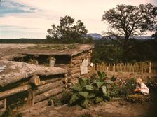 Garden adjacent to the dugout home of Jack Whinery, homesteader, Pie Town, New Mexico, 1940. Creator: Russell Lee