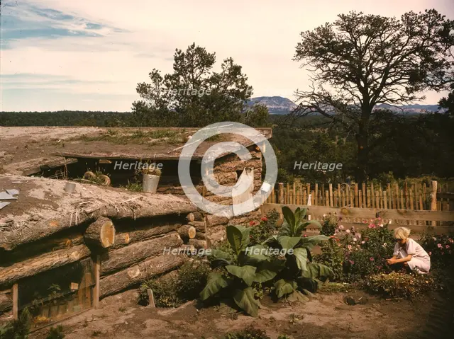 Garden adjacent to the dugout home of Jack Whinery, homesteader, Pie Town, New Mexico, 1940. Creator: Russell Lee.
