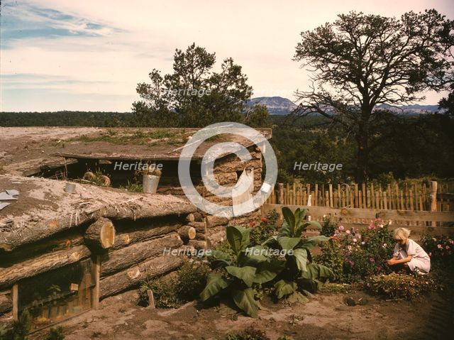 Garden adjacent to the dugout home of Jack Whinery, homesteader, Pie Town, New Mexico, 1940. Creator: Russell Lee.