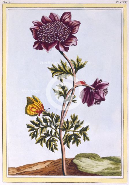 Garden Anenome (Windflower),  pub. 1776. Creator: Pierre Joseph Buchoz (1731-1807).