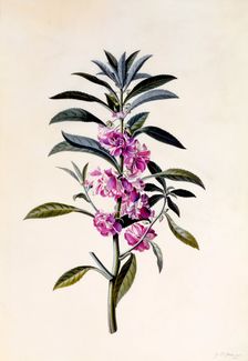 Garden Balsam (Impatiens Balsamina), c. 1746 (hand coloured engraving). Creator: "Georg Dionysius Ehret (1710 - 70); Ehret, Georg Dionysius (1710-1770)"