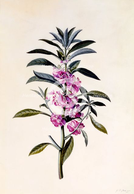 Garden Balsam (Impatiens Balsamina), c. 1746 (hand coloured engraving). Creator: "Georg Dionysius Ehret (1710 - 70); Ehret, Georg Dionysius (1710-1770)".