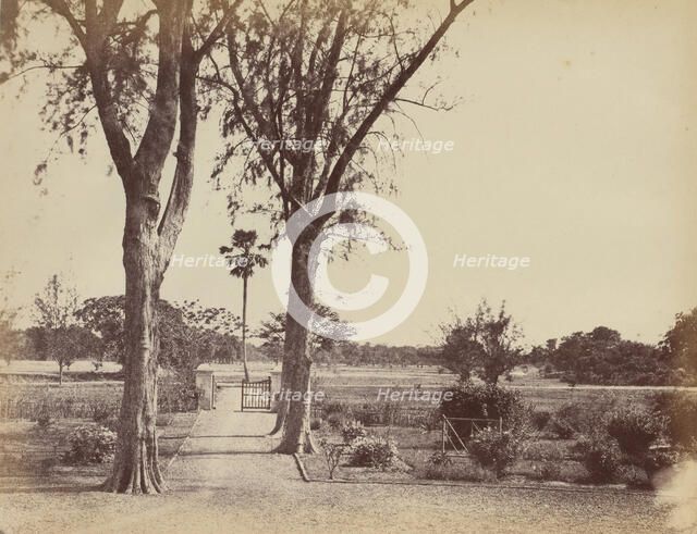Garden in Indigo Districts, 1850s. Creator: Captain R. B. Hill.