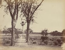 Garden in Indigo Districts, 1850s. Creator: Captain R. B. Hill