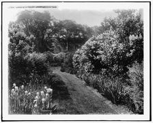 Garden walk, Sargent estate, Brookline, Mass., between 1900 and 1920. Creator: Unknown
