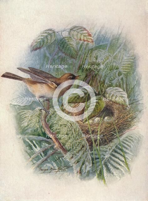 'Garden-Warbler - Syl'via horten'sis', c1910, (1910). Artist: George James Rankin.