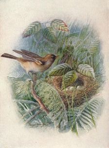 Garden-Warbler - Syl'via horten'sis c1910, (1910). Artist: George James Rankin