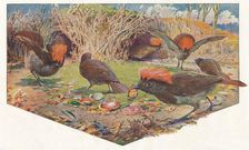 Gardener Bower Birds 1911, (1911). Artist: Louis Fairfax Muckley
