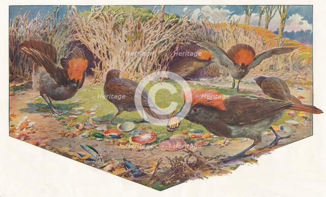 'Gardener Bower Birds', 1911, (1911). Artist: Louis Fairfax Muckley.