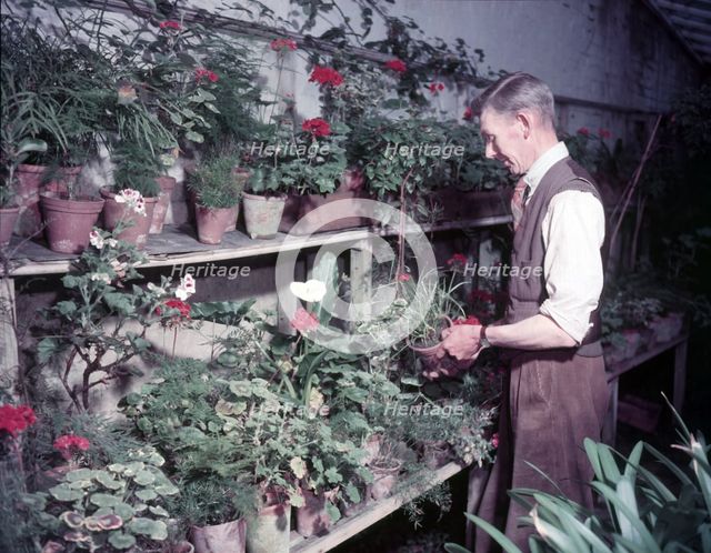 Gardener in hothouse, Monmouth, c1955.  Creator: Arthur Charles Kirby Ware.